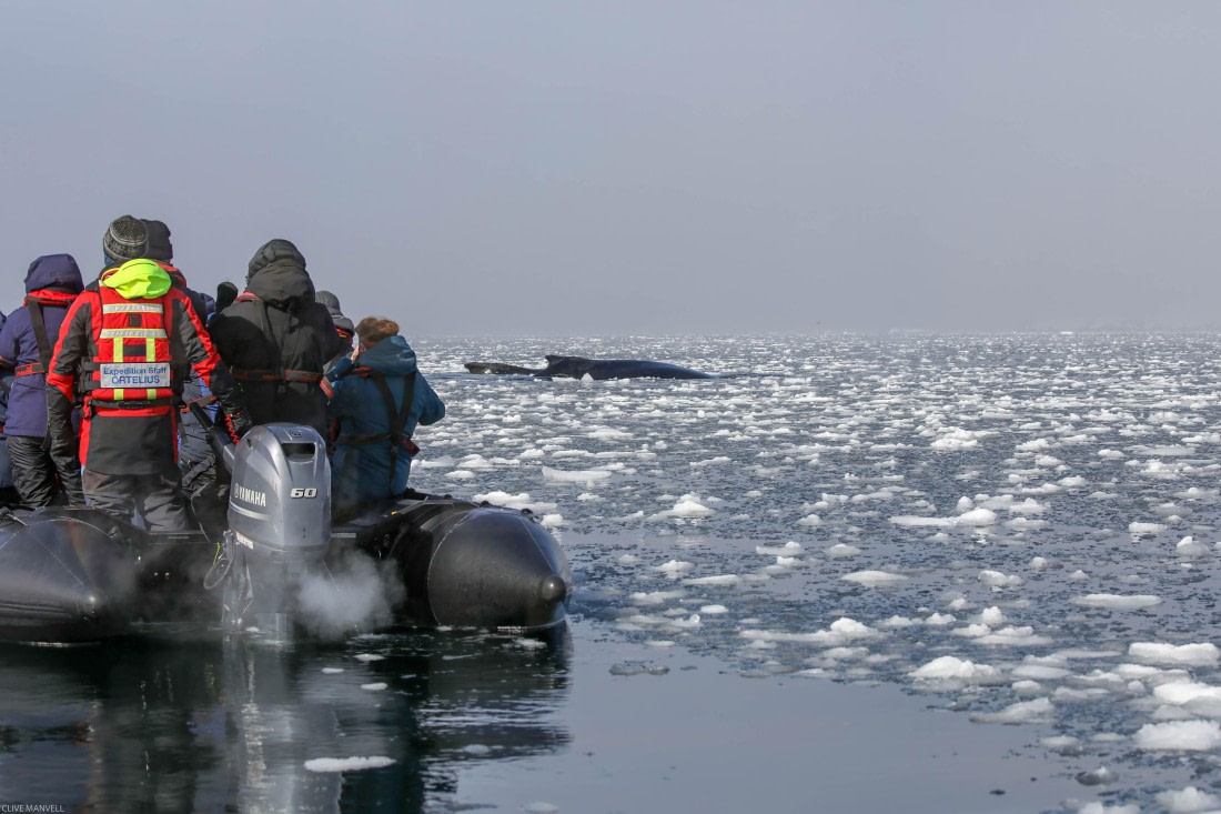 Humpback Whale Foyn Harbour OLT 27 Jan 2024