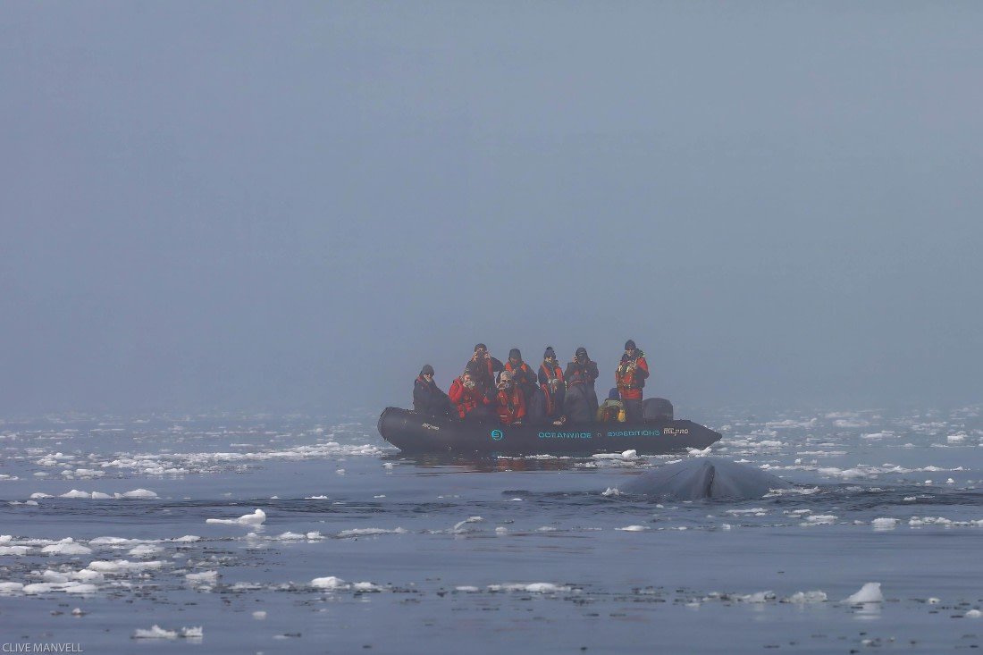 Humpback Whale Foyn Harbour OLT 27 Jan 2024