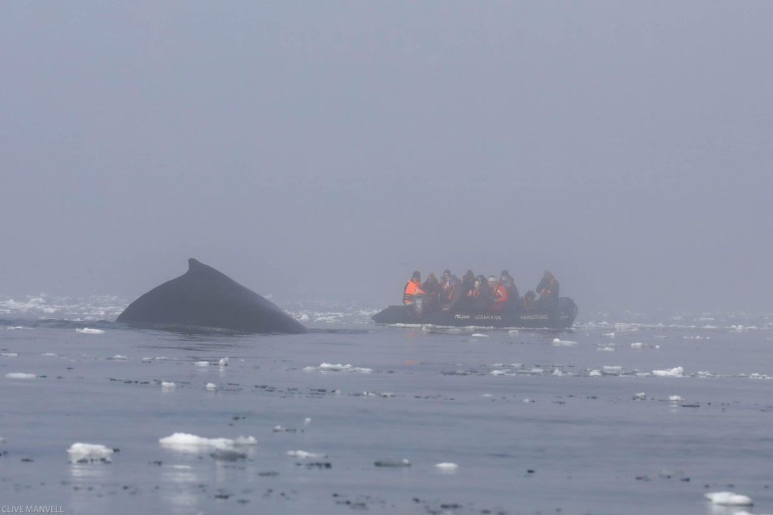 Humpback Whale Foyn Harbour OLT 27 Jan 2024