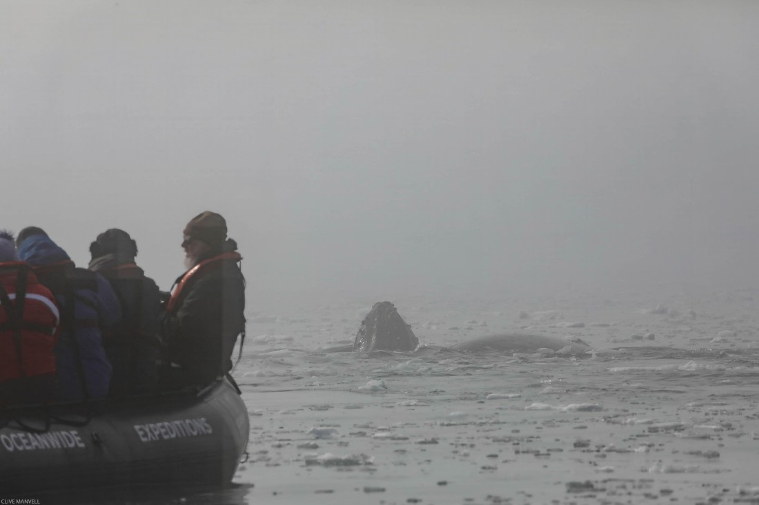 Humpback Whale Foyn Harbour OLT 27 Jan 2024
