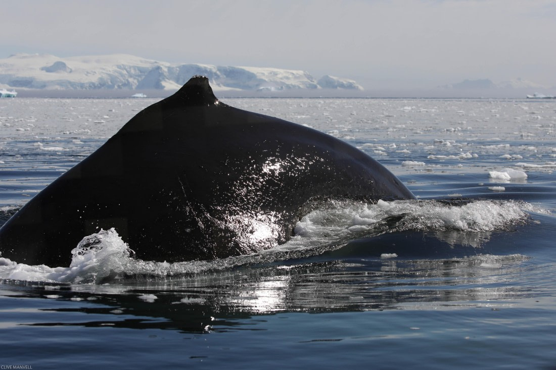 Humpback Whale Foyn Harbour OLT 27 Jan 2024