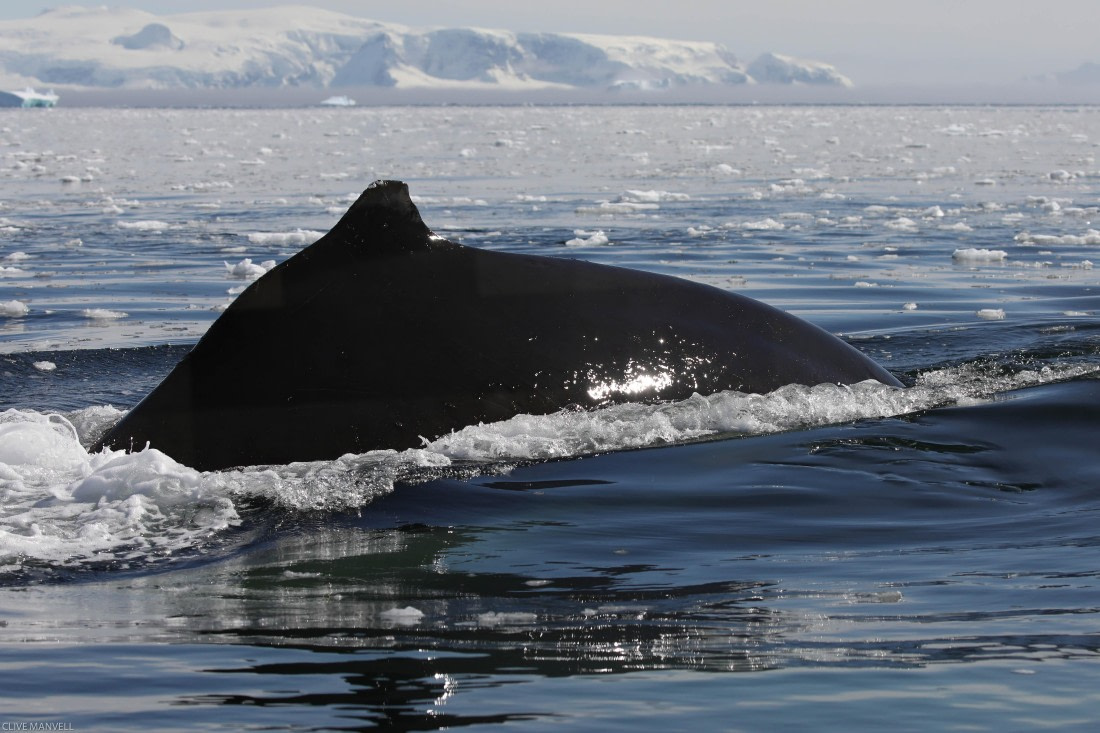 Humpback Whale Foyn Harbour OLT 27 Jan 2024