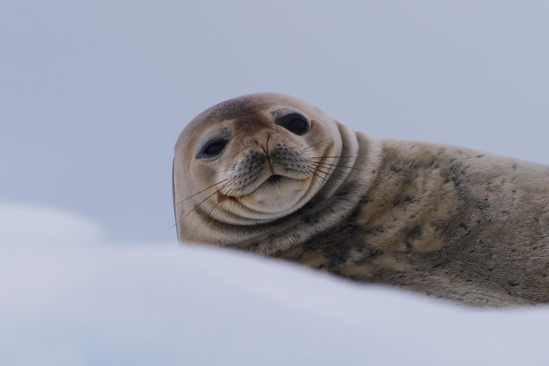 Weddell Seal