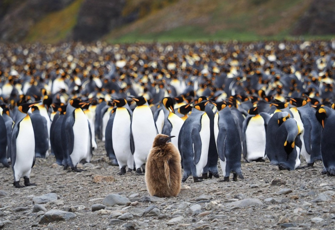 King Penguins
