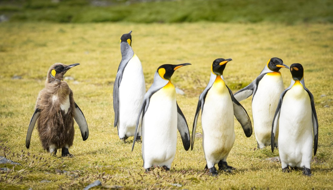 King peguin in South Georgia