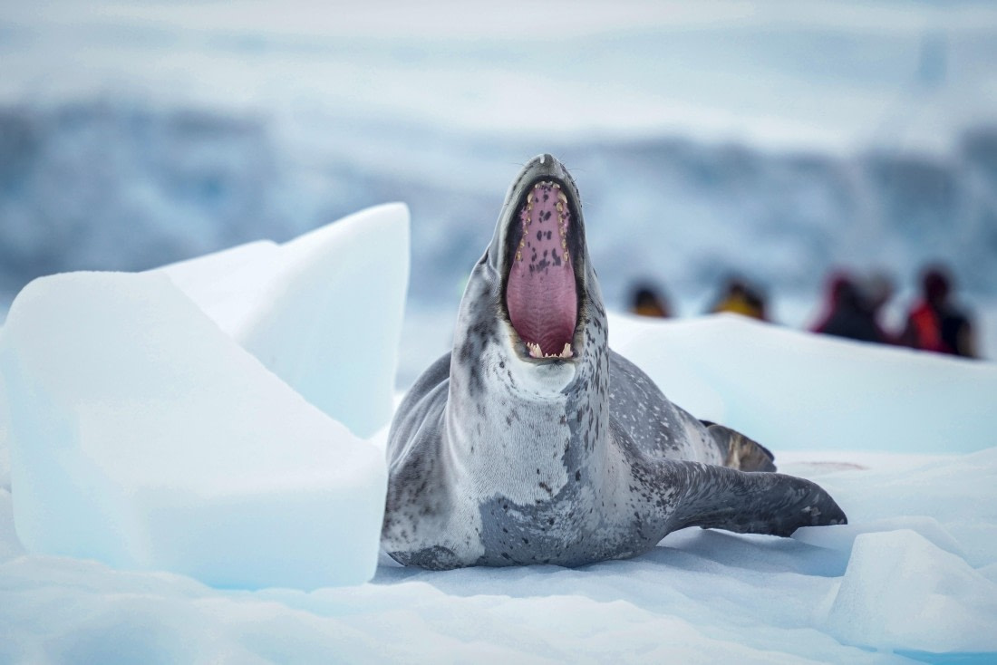 Antarctica