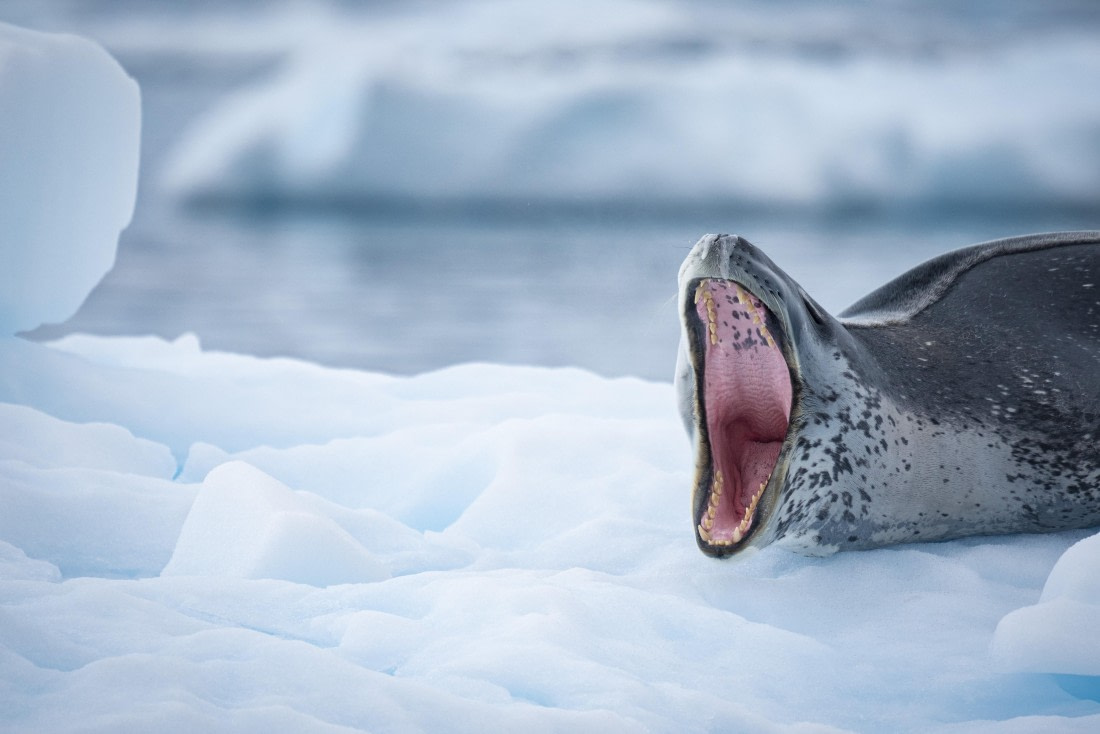 Seal on iceberg