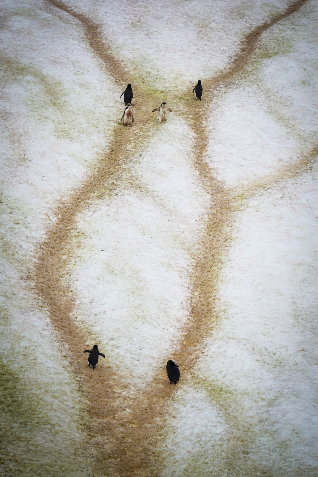 Penguin highway