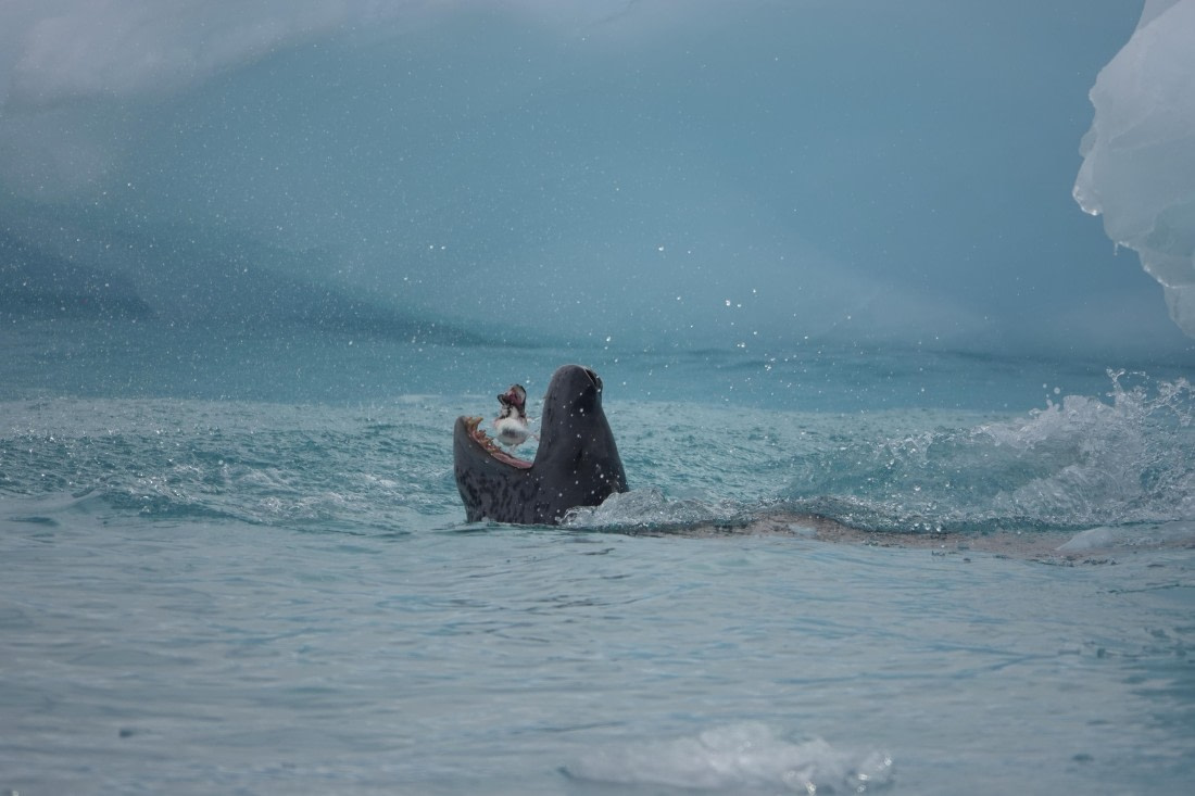 When a Leopard Seal invites you to dinner