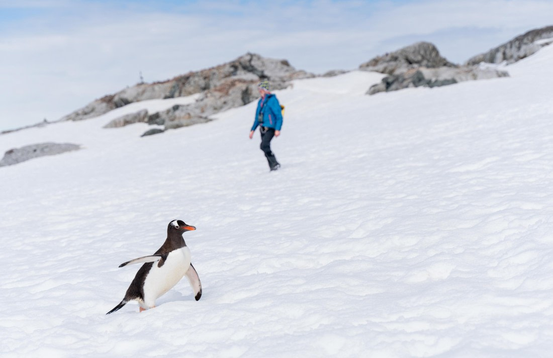 Adelie Penguin Imitating Human