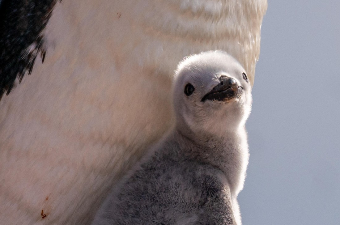 Chinstrap Penguin Chick