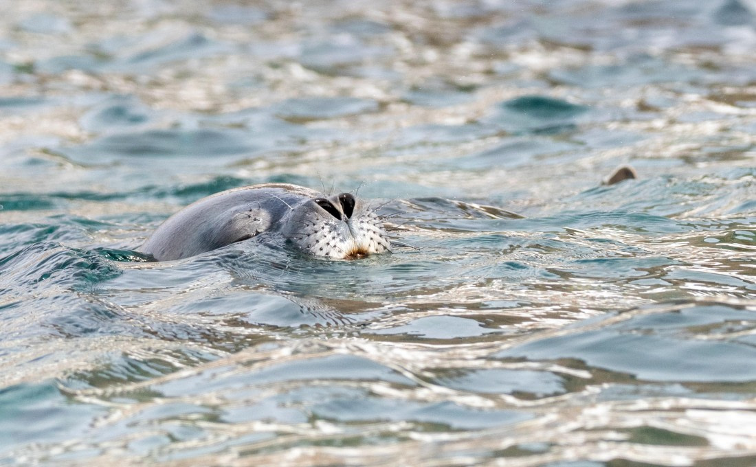 Weddell Seal