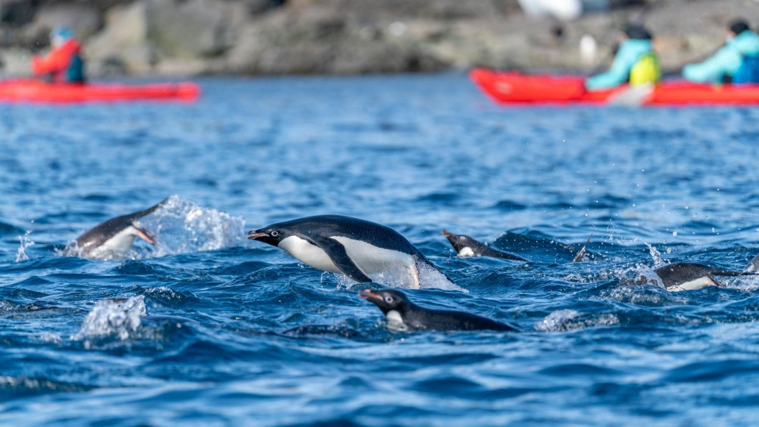 Adelie Penguins Flying Out of the Water