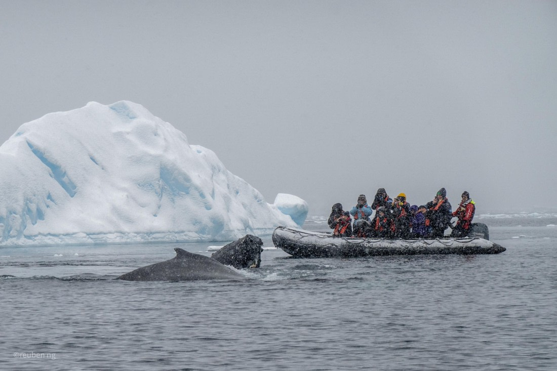 Antarctic snow