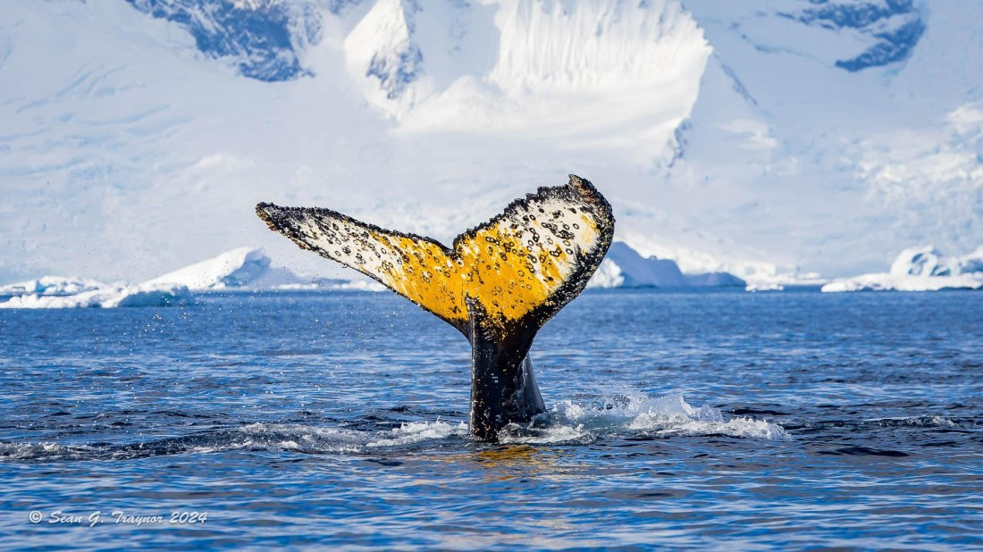 Humpback Fluking