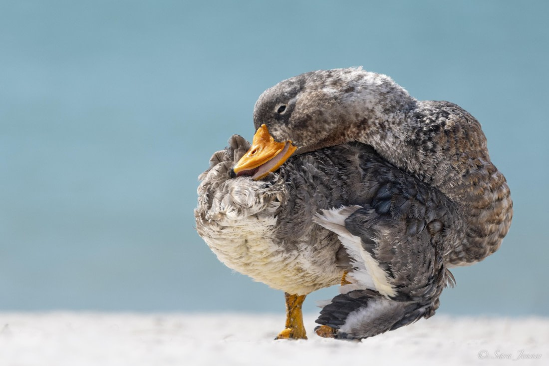 FALKLANDS 7 © Sara Jenner - Oceanwide Expeditions.jpeg