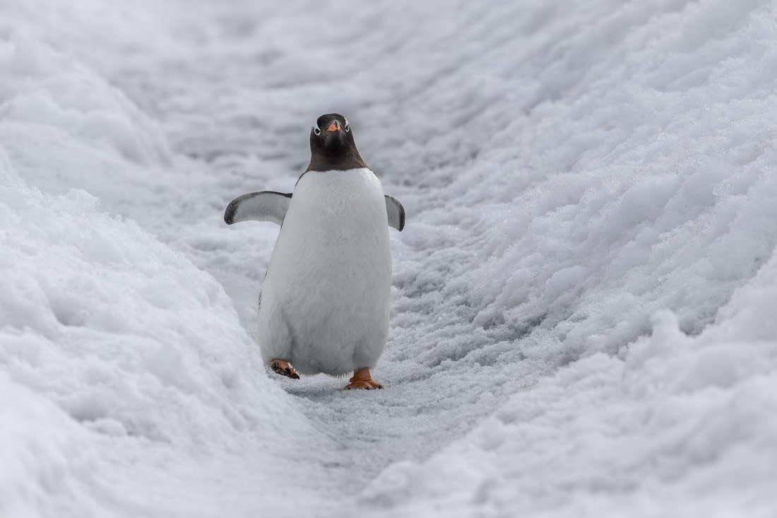 Penguin Highway!