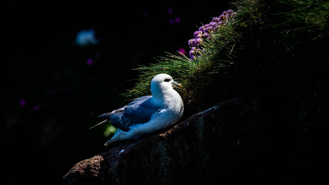 PLA01-24, Day 3, PAZ_3887 © Alexander Romanovskiy - Oceanwide Expeditions.jpg