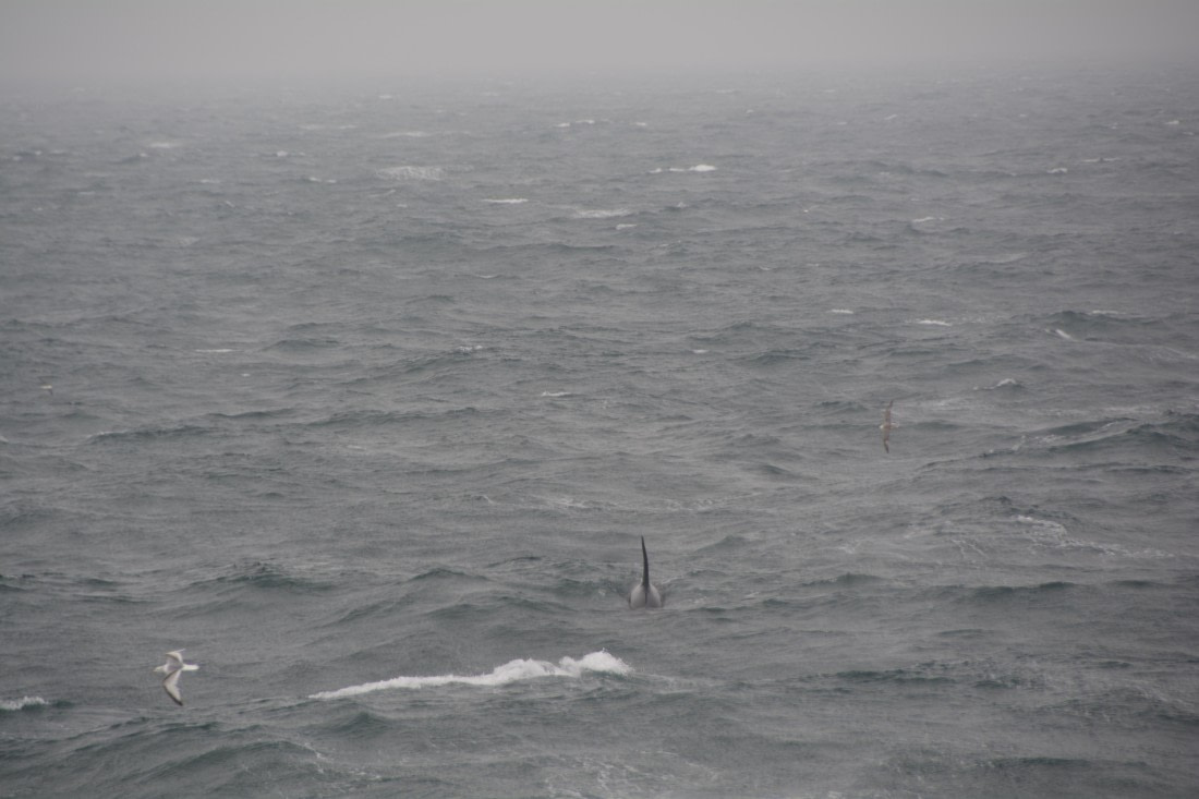 PLA01-24, Day 6, DSC_0256 © Unknown photographer - Oceanwide Expeditions.JPG