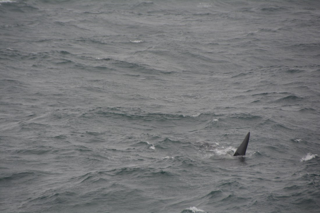 PLA01-24, Day 6, DSC_0261 © Unknown photographer - Oceanwide Expeditions.JPG