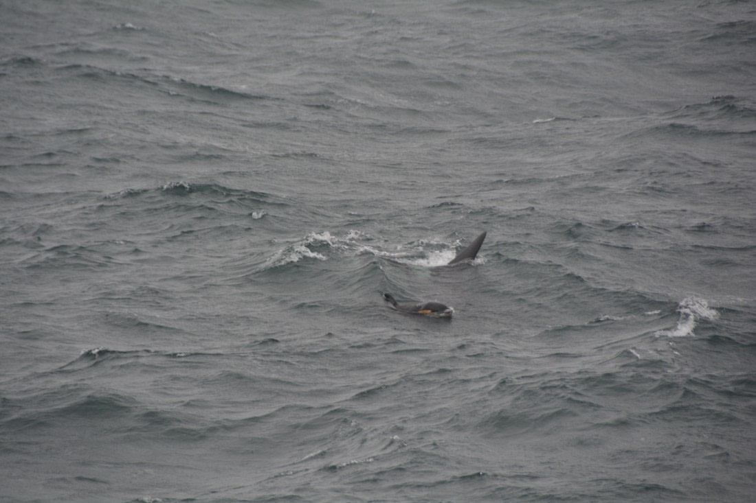 PLA01-24, Day 6, DSC_0263 © Unknown photographer - Oceanwide Expeditions.JPG