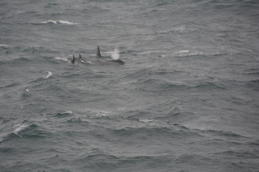PLA01-24, Day 6, DSC_0272 © Unknown photographer - Oceanwide Expeditions.JPG