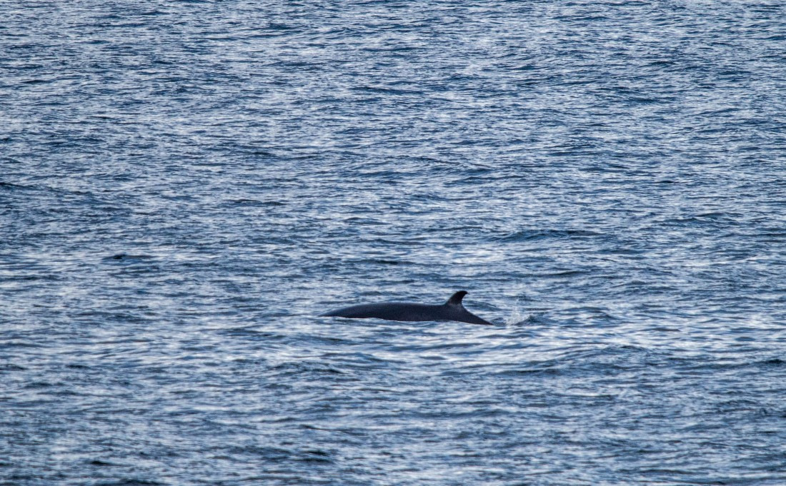 PLA02-24, Day 2, IMG_3663 © Unknown photographer - Oceanwide Expeditions.jpg