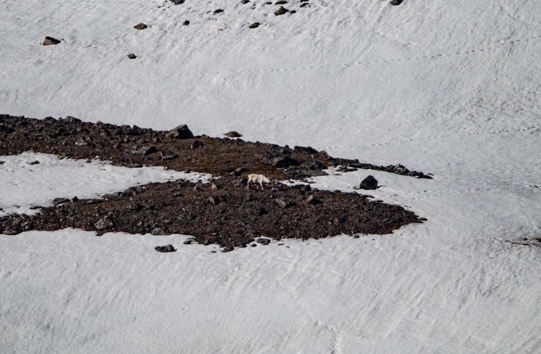 PLA02-24, Day 2, IMG_3701 © Unknown photographer - Oceanwide Expeditions.jpg