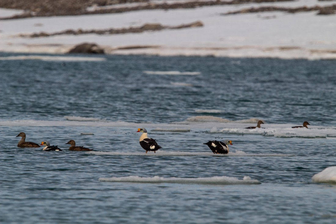 PLA02-24, Day 2, IMG_3760 © Unknown photographer - Oceanwide Expeditions.jpg