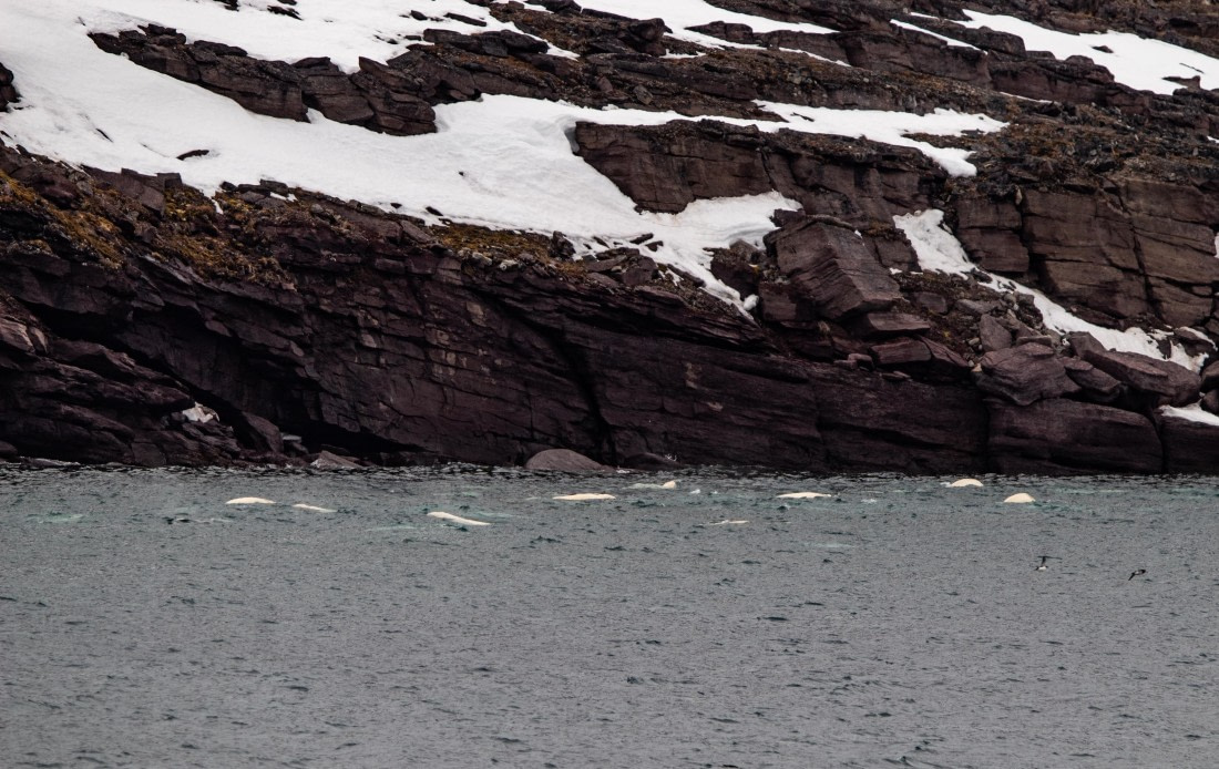 PLA02-24, Day 2, IMG_3773 © Unknown photographer - Oceanwide Expeditions.jpg
