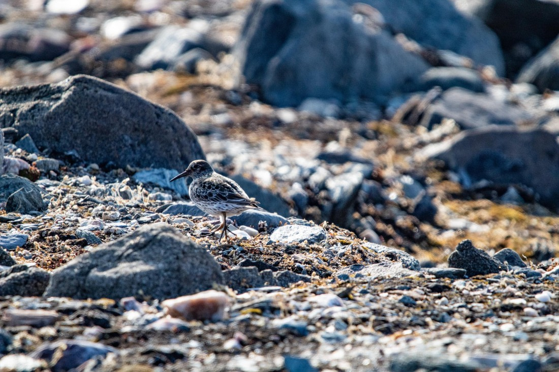 PLA02-24, Day 4, IMG_3916 © Paolo Bellezze - Oceanwide Expeditions.jpg