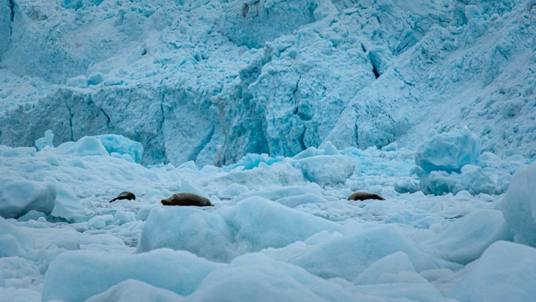 PLA02-24, Day 3, PAZ_4494 © Alexander Romanovskiy - Oceanwide Expeditions.jpg