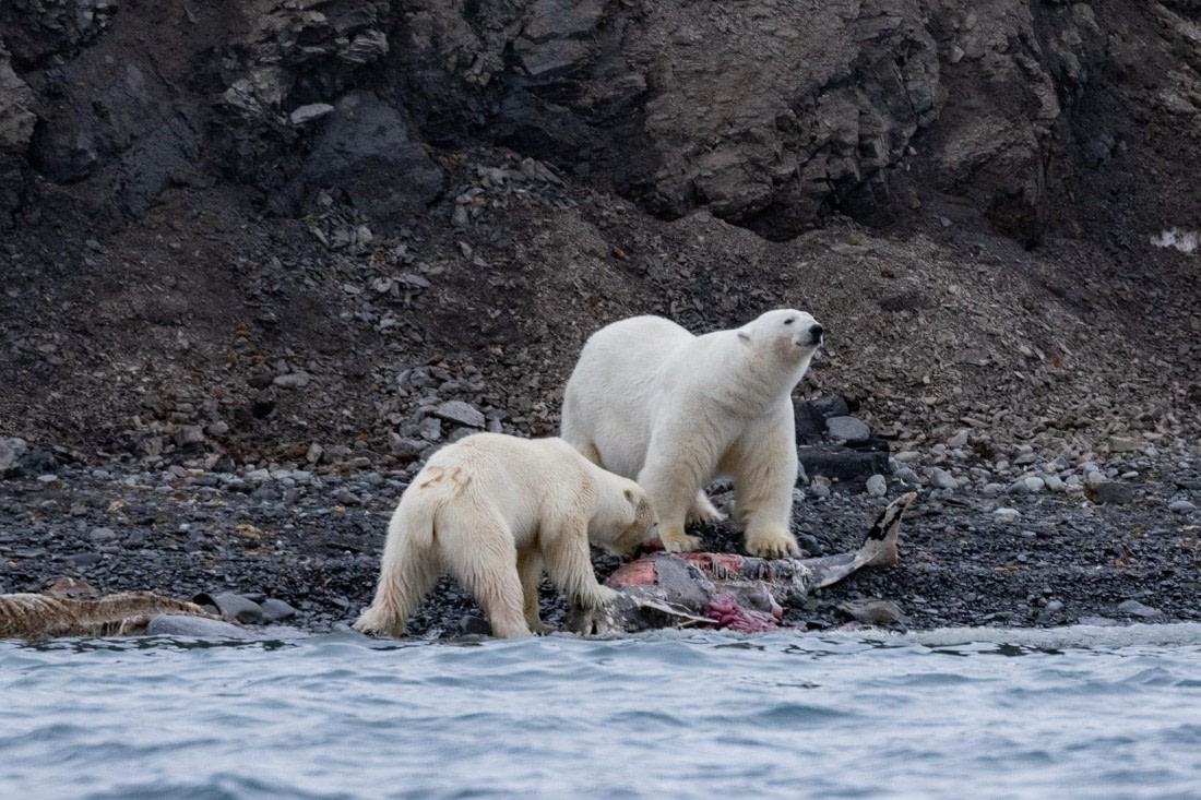 HDS03-24, Day 3, 4Q9A6493 © Katlyn Taylor - Oceanwide Expeditions.jpg
