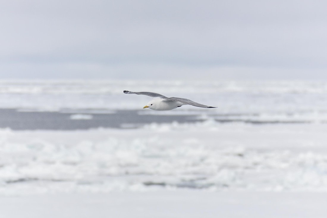 HDS03-24, Day 4, _DSC3914 © Unknown photographer - Oceanwide Expeditions.jpg