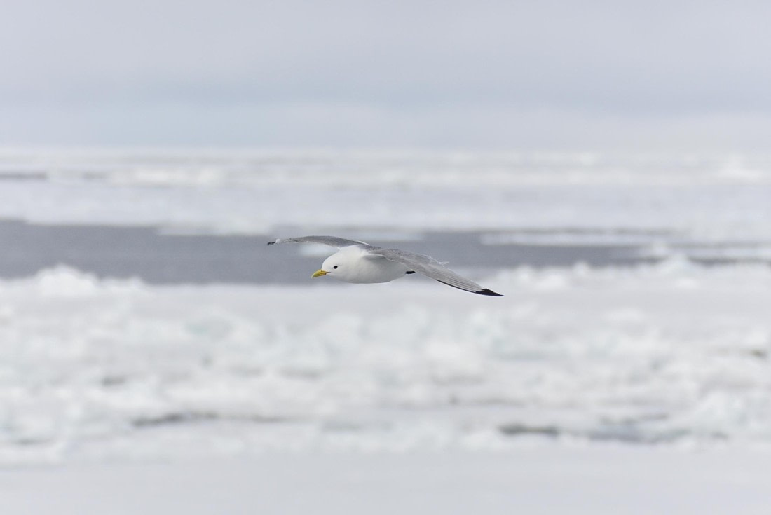 HDS03-24, Day 4, _DSC3915 © Unknown photographer - Oceanwide Expeditions.jpg