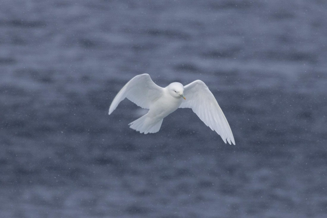 HDS03-24, Day 4, 4Q9A6834 © Katlyn Taylor - Oceanwide Expeditions.jpg