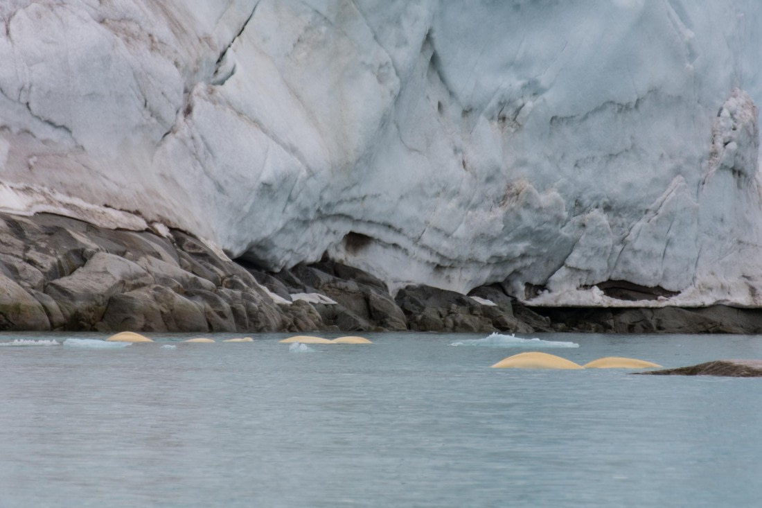 HDS03-24, Day 2, _DSC3857 © Unknown photographer - Oceanwide Expeditions.jpg