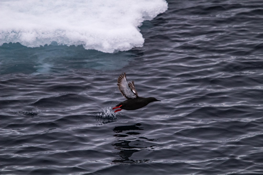 PLA03-24, Day 6, IMG_5149 © Unknown photographer - Oceanwide Expeditions.jpg