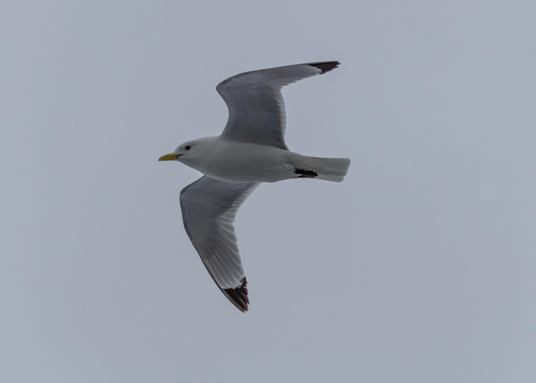 PLA03-24, Day 6, IMG_5175 © Unknown photographer - Oceanwide Expeditions.jpg