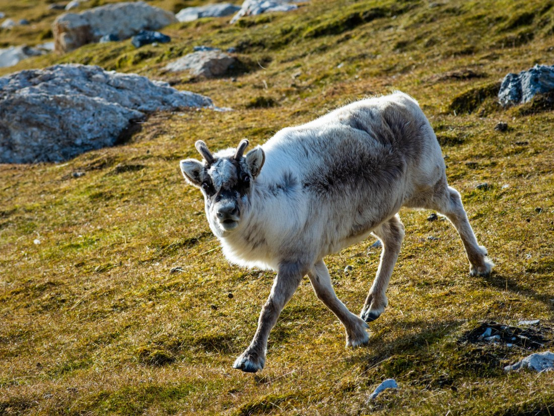 PLA03-24, Day 7, PAZ_5020 © Alexander Romanovskiy - Oceanwide Expeditions.jpg