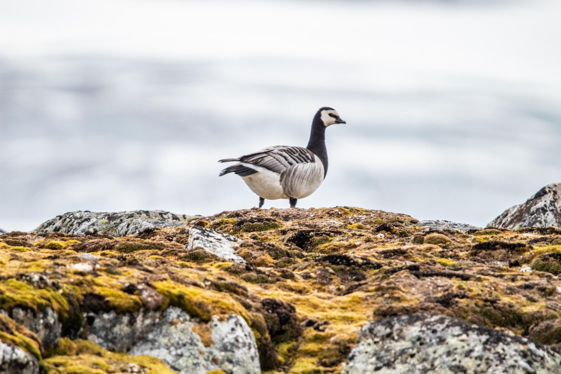 PLA03-24, Day 2, IMG_4360 © Unknown photographer - Oceanwide Expeditions.jpg