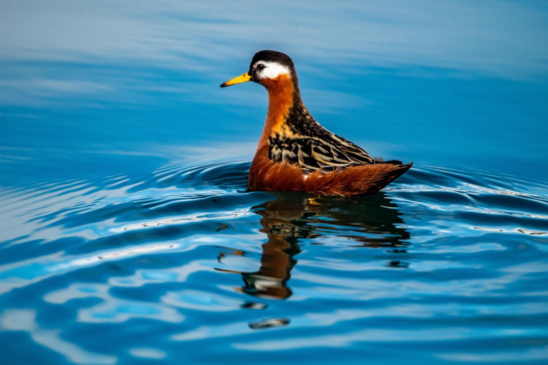 PLA03-24, Day 4, IMG_4951 © Unknown photographer - Oceanwide Expeditions.jpg