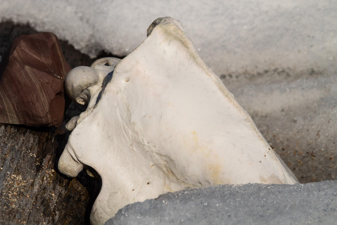 PLA03-24, Day 4, IMG_4963 © Unknown photographer - Oceanwide Expeditions.jpg