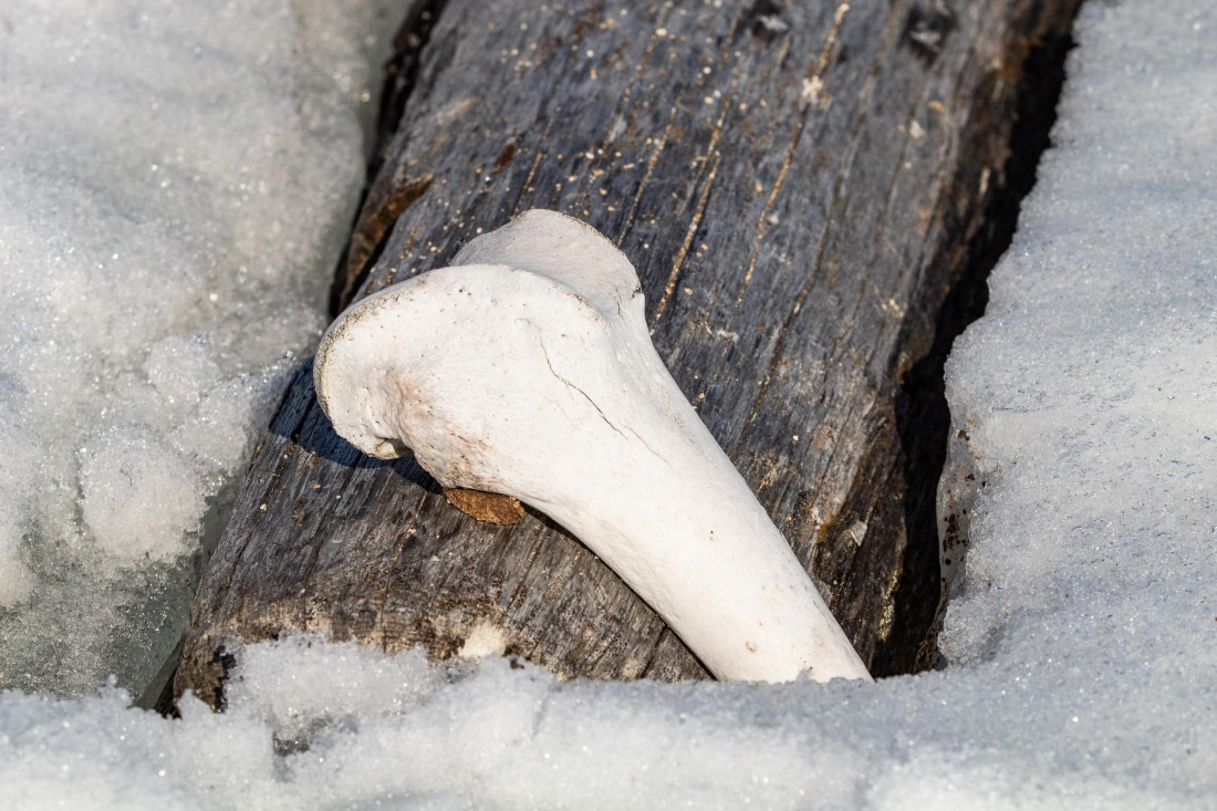 PLA03-24, Day 4, IMG_4964 © Unknown photographer - Oceanwide Expeditions.jpg