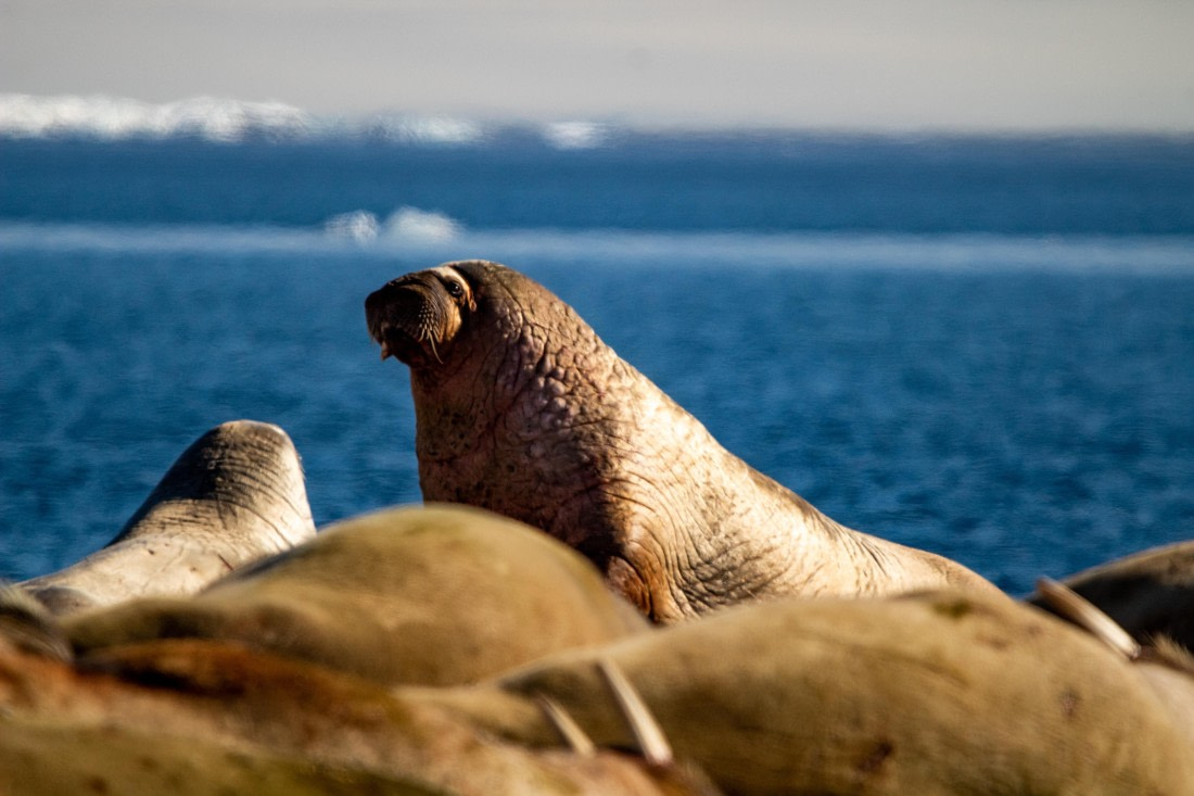 PLA03-24, Day 4, IMG_4972 © Unknown photographer - Oceanwide Expeditions.jpg