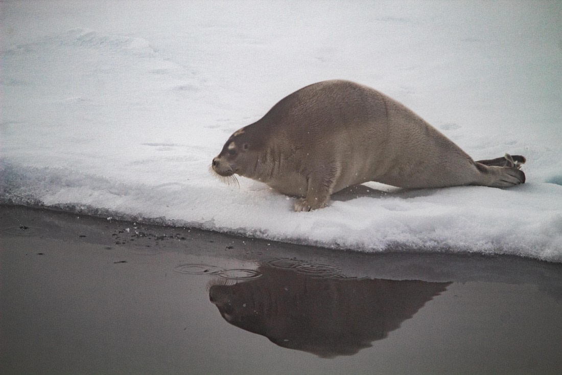 PLA03-24, Day 5, IMG_5096 © Unknown photographer - Oceanwide Expeditions.jpg