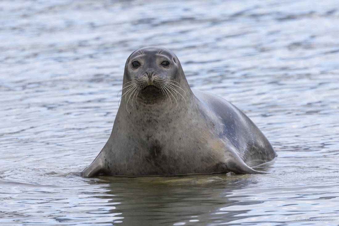 OTL03-24, Day 2, Harbour Seal 1 © Sara Jenner - Oceanwide Expeditions.jpg