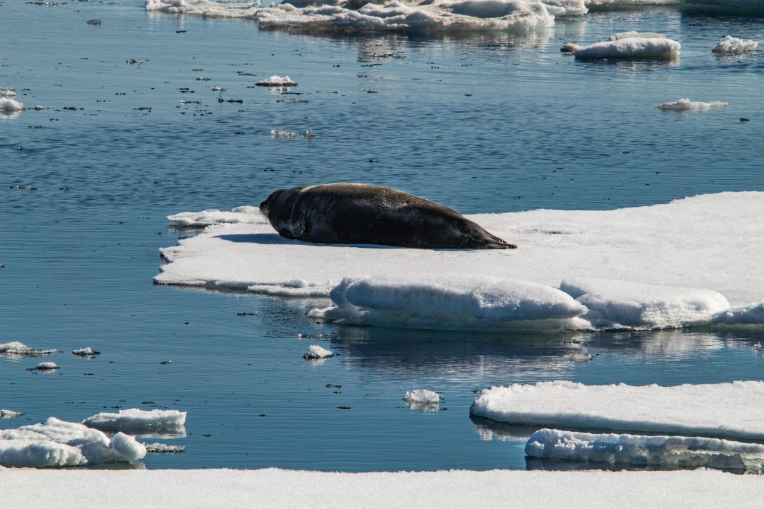 PLA04-24, Day 3, IMG_5653 © Unknown photographer - Oceanwide Expeditions.jpg