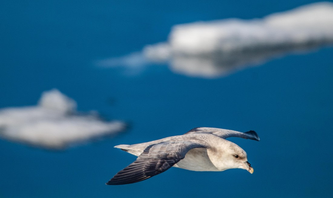 PLA04-24, Day 3, IMG_5727 © Unknown photographer - Oceanwide Expeditions.jpg