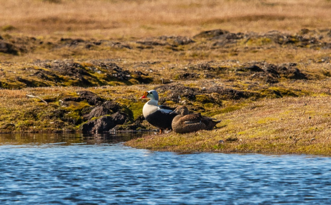 PLA04-24, Day 4, IMG_5750 © Unknown photographer - Oceanwide Expeditions.jpg